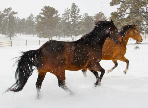 Horses like running in the snow