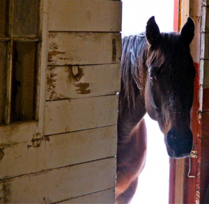 Stable door open, horse looking to see if anyone there, Douglas County CO horse properties