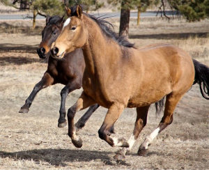 Horses running across the pasture in Jefferson County by Tonya Montgomery