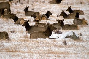 Highlands Ranch, CO Elk Herd In Winter Elk Heard at Highlands Ranch, CO
