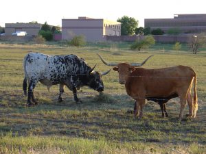 Metro Denver has Longhorns grazing horse properties