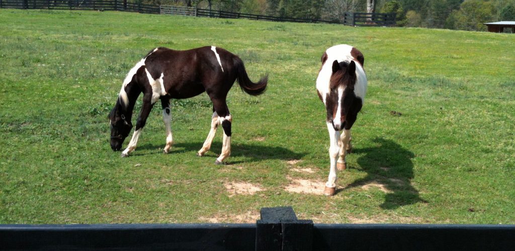 Two horses just hanging out in Arapahoe County! Two horses grazing in Arapahoe County, CO.