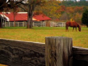 Lazy horse afternoon, Elbert County Horse bgrazing in Elizabeth, CO
