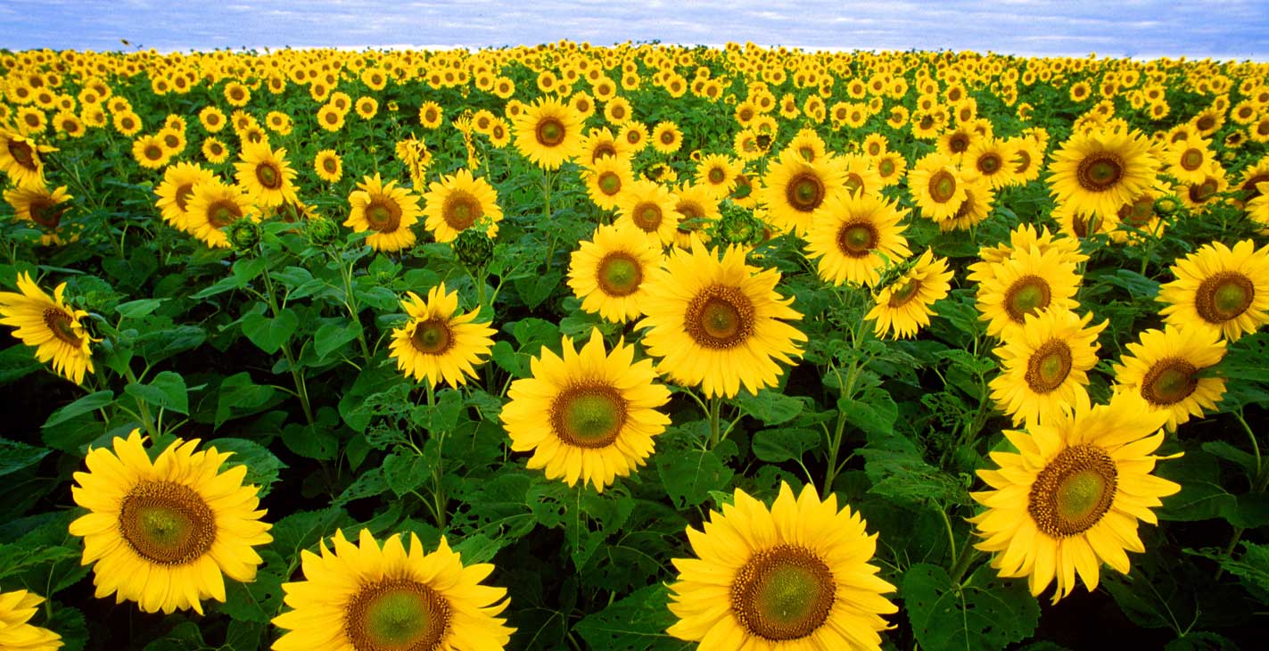 SS-108-wikimedia_Sunflowers