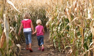 corn-maze