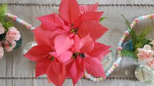 Pink Pointsettia